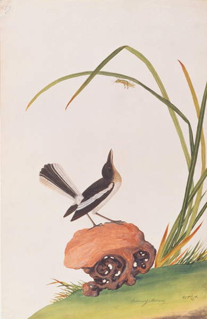 Detail of Magpie Robin by School Chinese