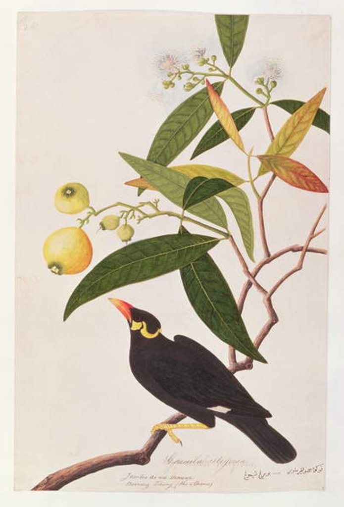 Detail of Hill Myna by School Chinese