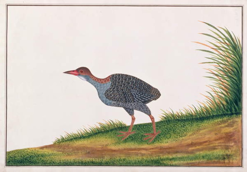 Detail of Slaty-breasted Rail by School Chinese