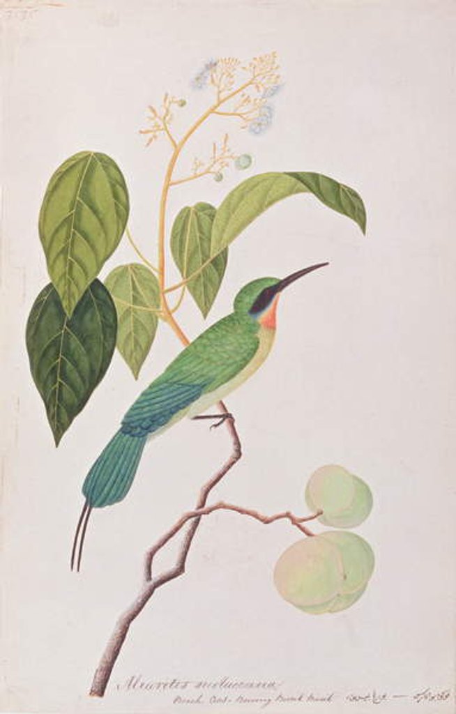 Detail of Blue-tailed Bee-eater by School Chinese