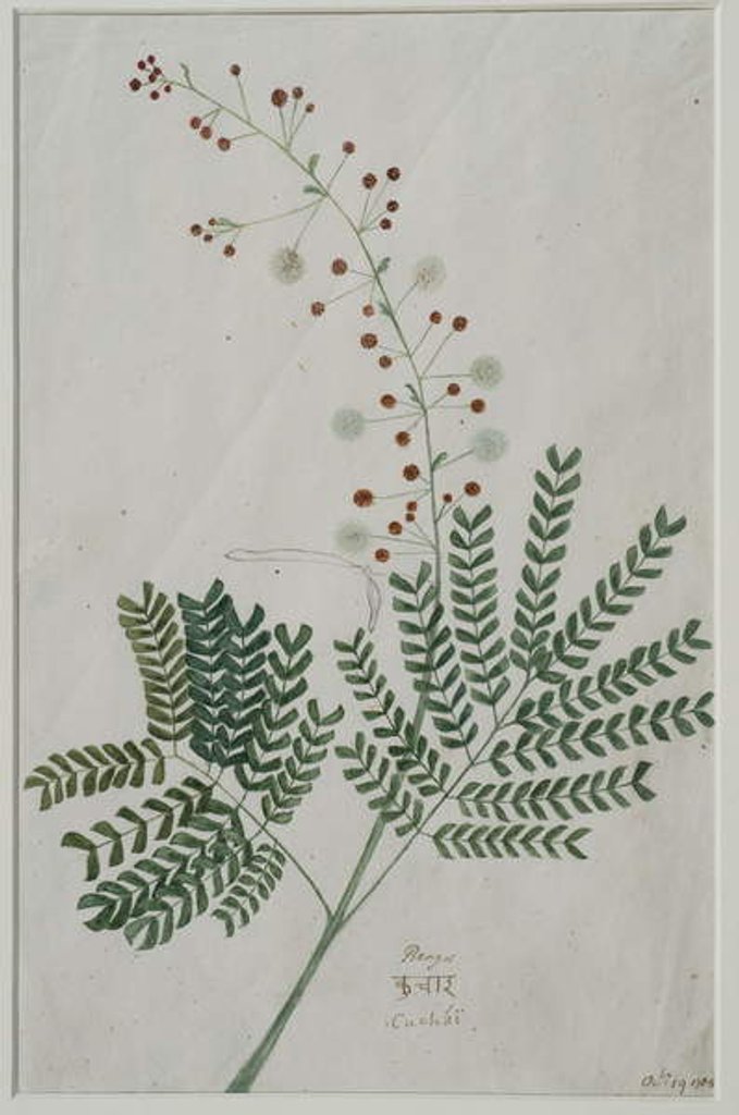 Detail of Acacia leucophloea, 1785 by Anna Maria Jones