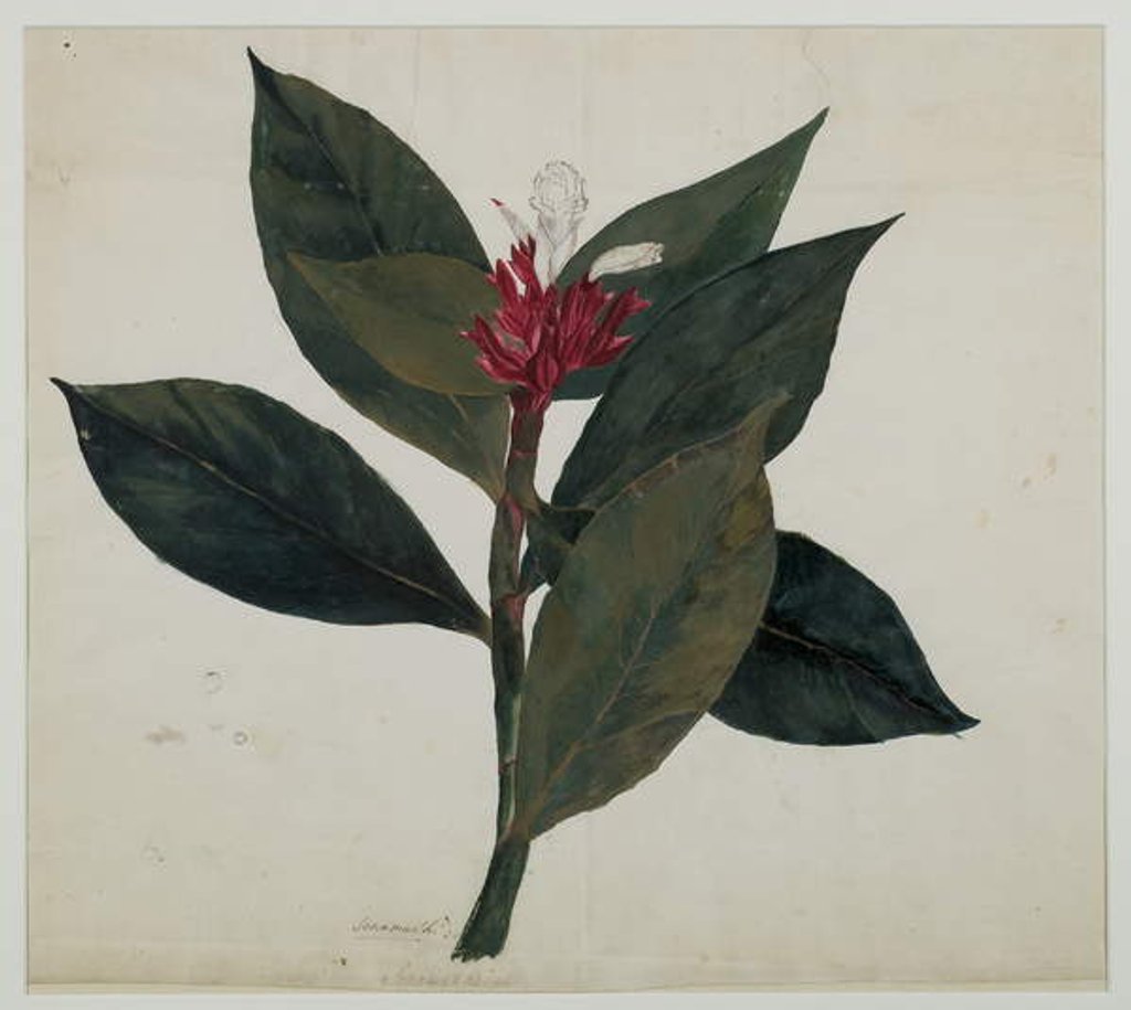 Detail of Sonamukhi, or Senna by Indian School