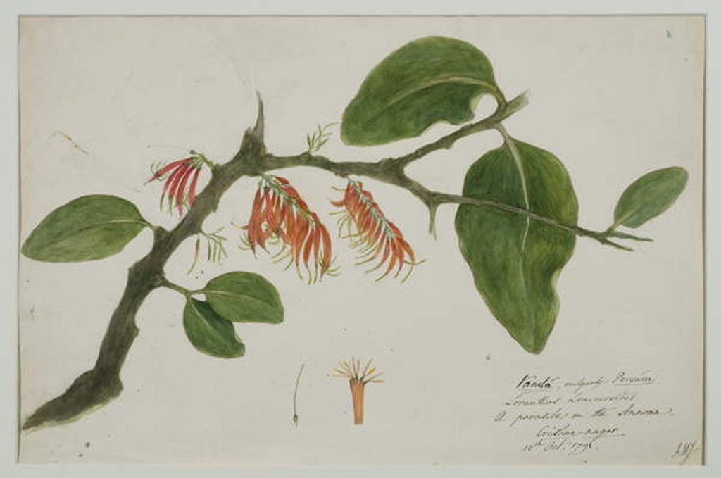 Detail of Dendrophthoe falcata, 1785 by Anna Maria Jones