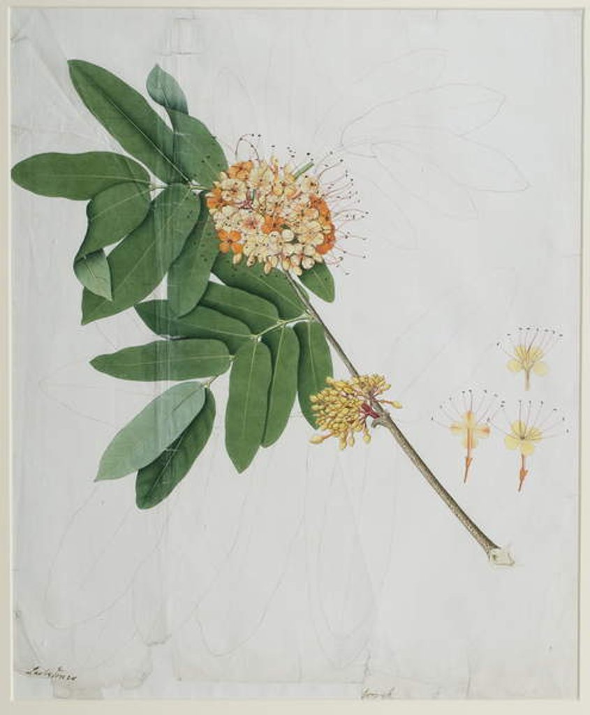 Detail of Moringa oleifera, also called horse-raddish tree, or drumstick tree by Anna Maria Jones