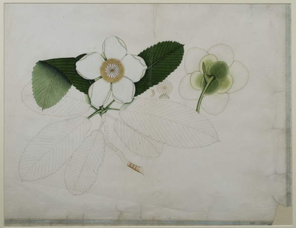 Detail of Dillenia indica, 1787 by al-Din Zayn