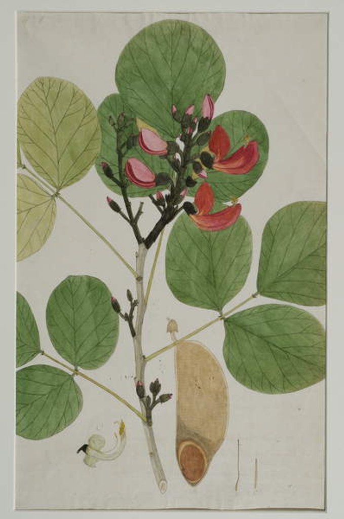 Detail of Butea monosperma, also called Flame of the Forest, 1787 by Indian School