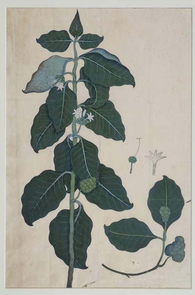 Detail of Cerbera manghas L, 1787 by Zayn al-Din