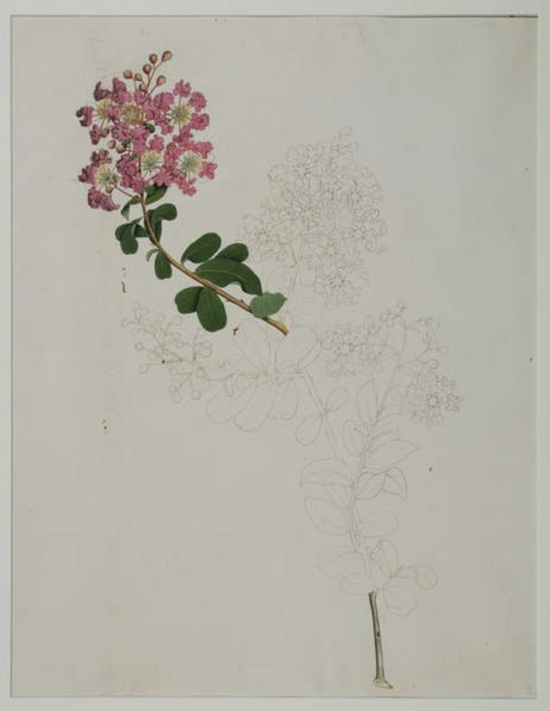 Detail of Lagerstroemia indica L., 1787 by al-Din Zayn