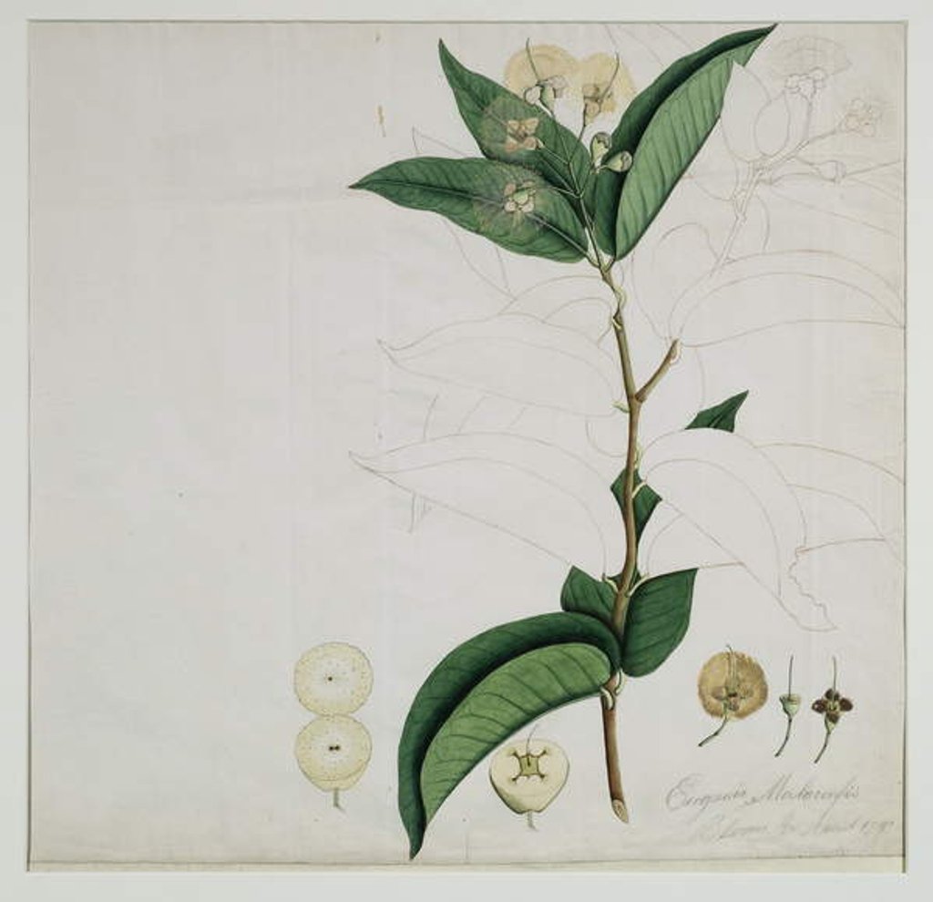 Detail of Syzygium aqueum Alston, 1787 by al-Din Zayn