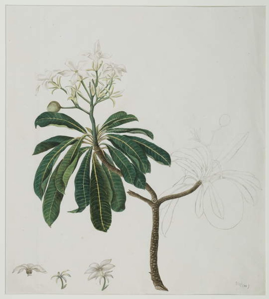 Detail of Cerbera manghas L., 1787 by Zayn al-Din