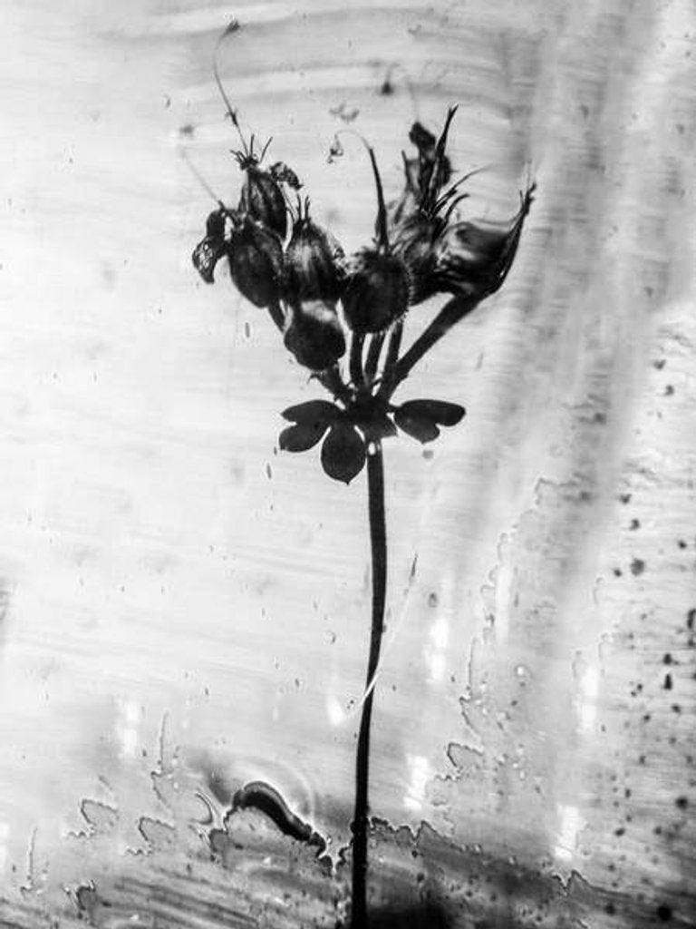 Detail of Amid the Flowers 14, 2021 by Teis Albers