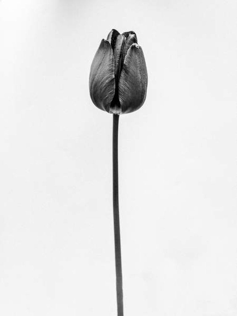 Detail of Amid the Flowers 63, 2021 by Teis Albers