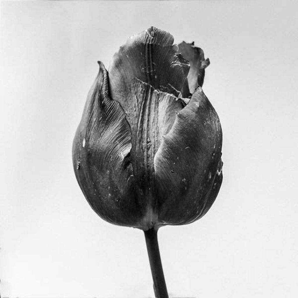 Detail of Amid the Flowers 64, 2021 by Teis Albers