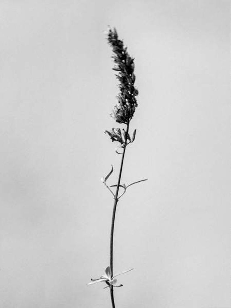 Detail of Amid the Flowers 74, 2021 by Teis Albers