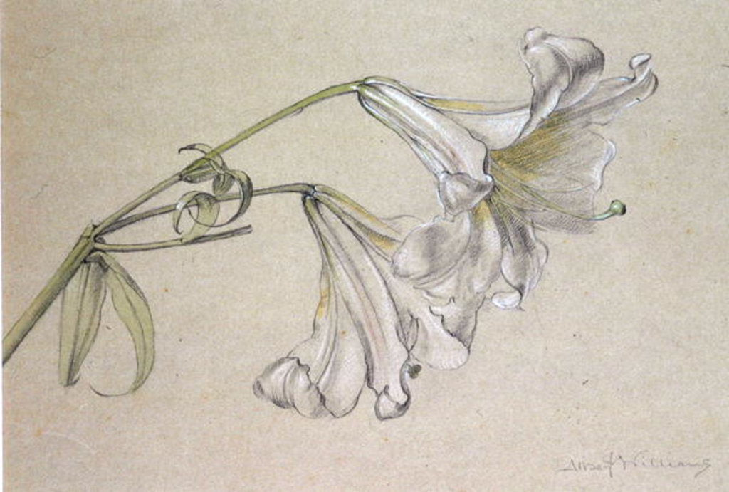 Detail of Lily by Albert Williams