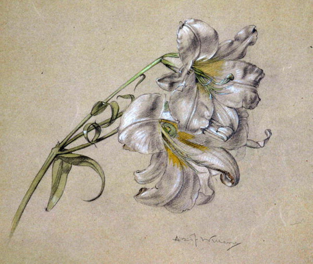 Detail of Lily by Albert Williams