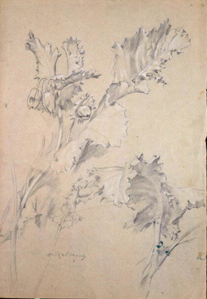 Detail of Poppy Leaves by Albert Williams