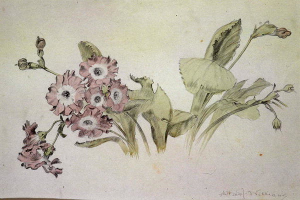 Detail of Auricula by Albert Williams