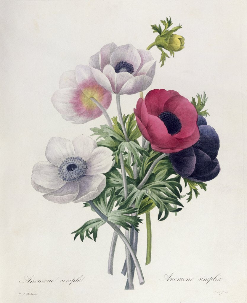 Detail of Anemone: Simple by Pierre Joseph Redouté
