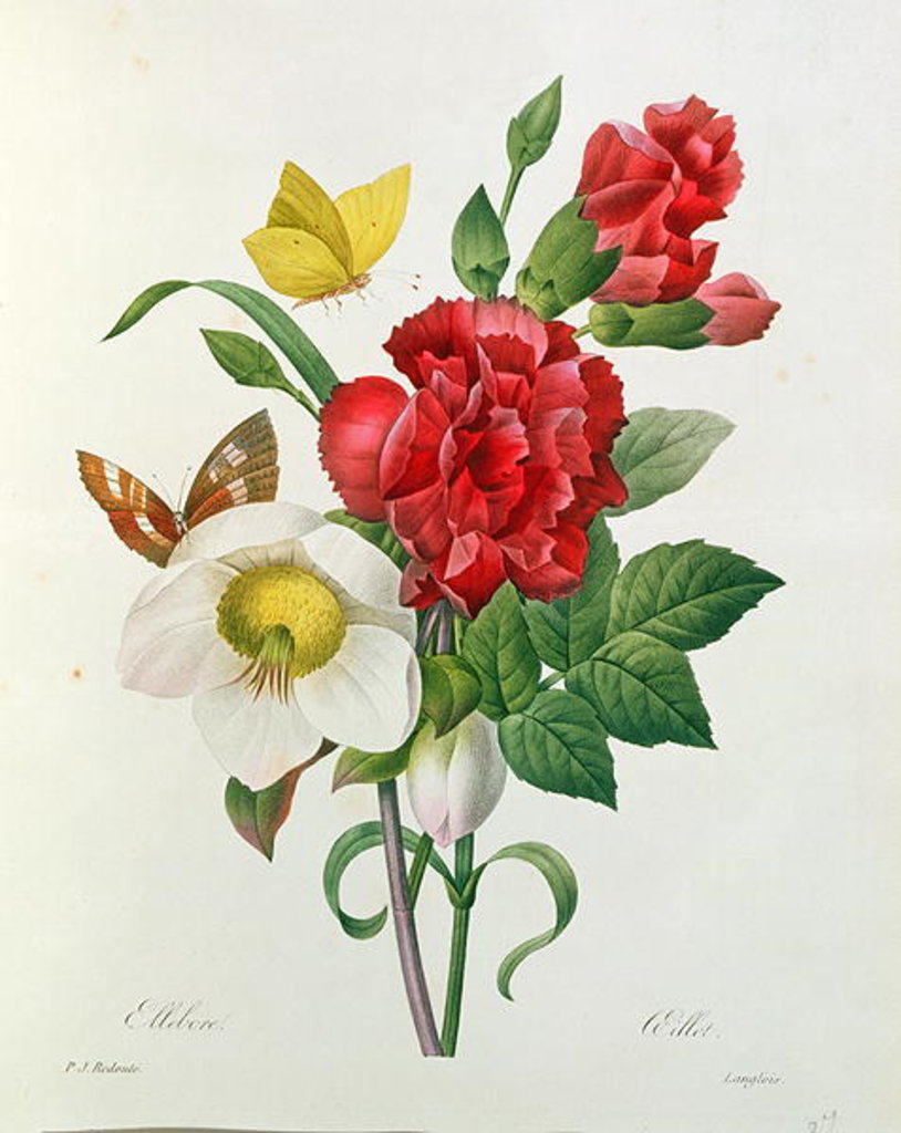 Detail of Christmas Rose, Helleborus niger and Red Carnation with Butterflies by Pierre Joseph Redouté