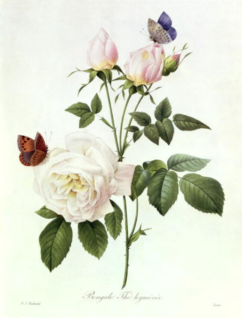 Detail of Rosa: Bengale the Hymenes by Pierre Joseph Redouté