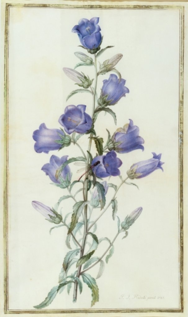 Detail of Campanula: Medium 1787 by Pierre Joseph Redouté