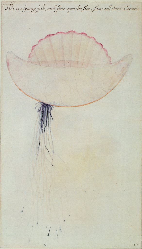 Detail of Portuguese Man-o'-War by John White
