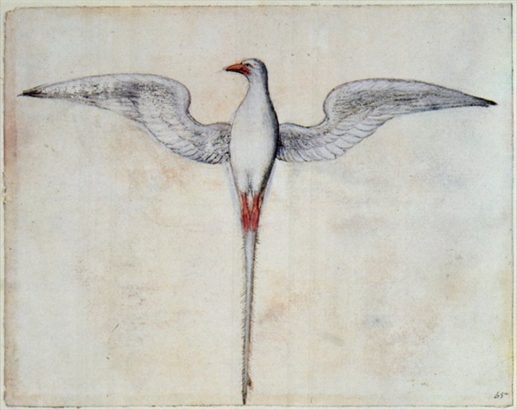 Detail of Tropic Bird by John White