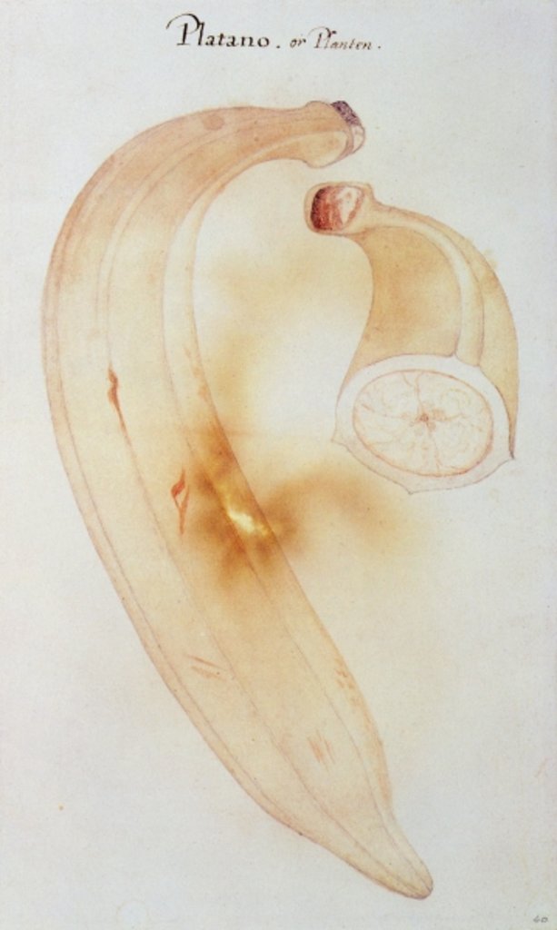 Detail of Horn Plantain by John White