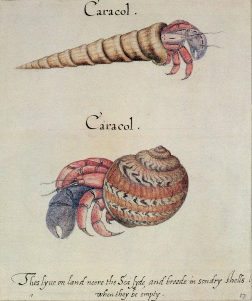 Detail of Hermit Crab by John White