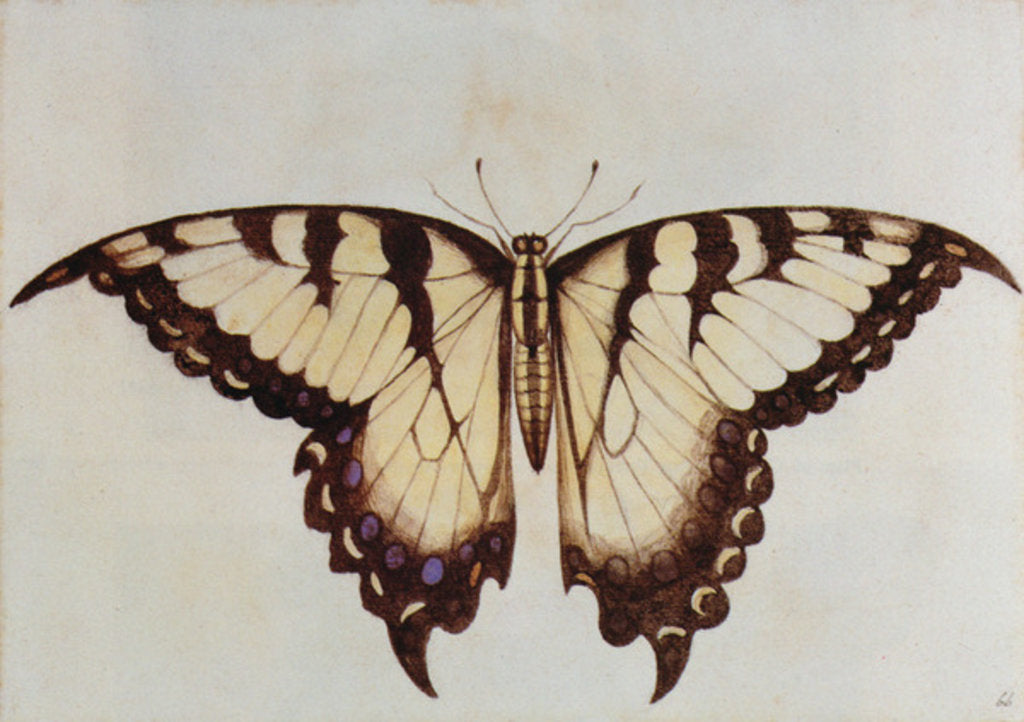 Detail of Swallow-tail Butterfly by John White
