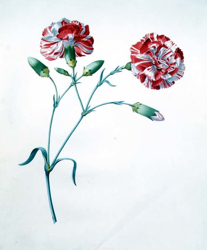 Detail of Carnation by Georg Dionysius Ehret