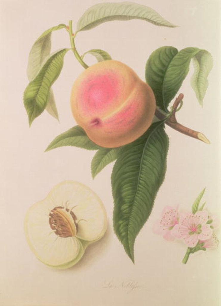 Detail of Noblesse Peach by William Hooker
