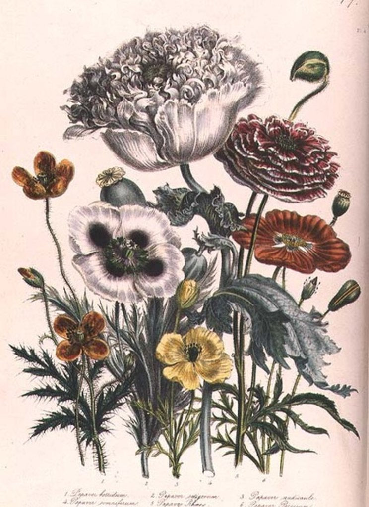 Detail of Poppies by Jane Loudon