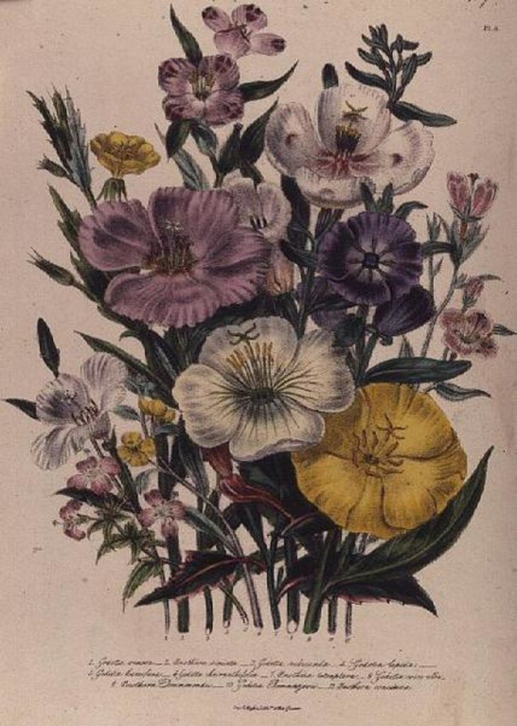 Detail of Godetia and Anothera by Jane Loudon