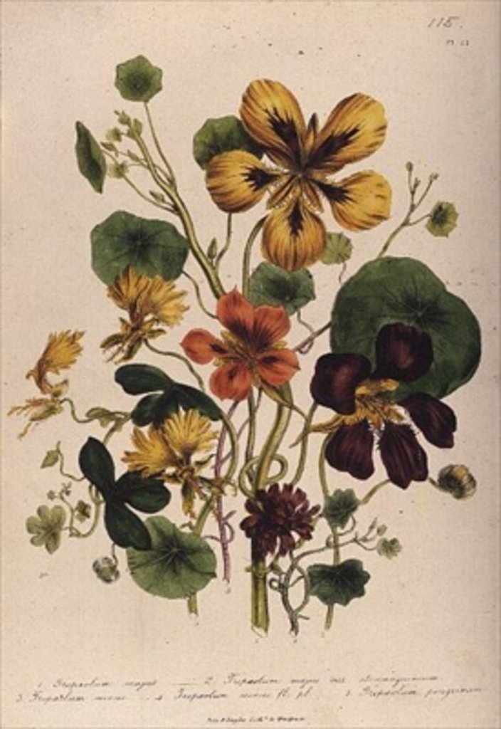 Detail of Nasturtium by Jane Loudon