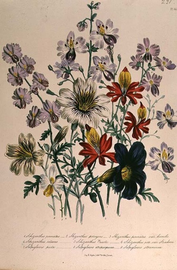 Detail of Crane's Bill, plate 42 from 'The Ladies' Flower Garden', published 1842 by Jane Loudon