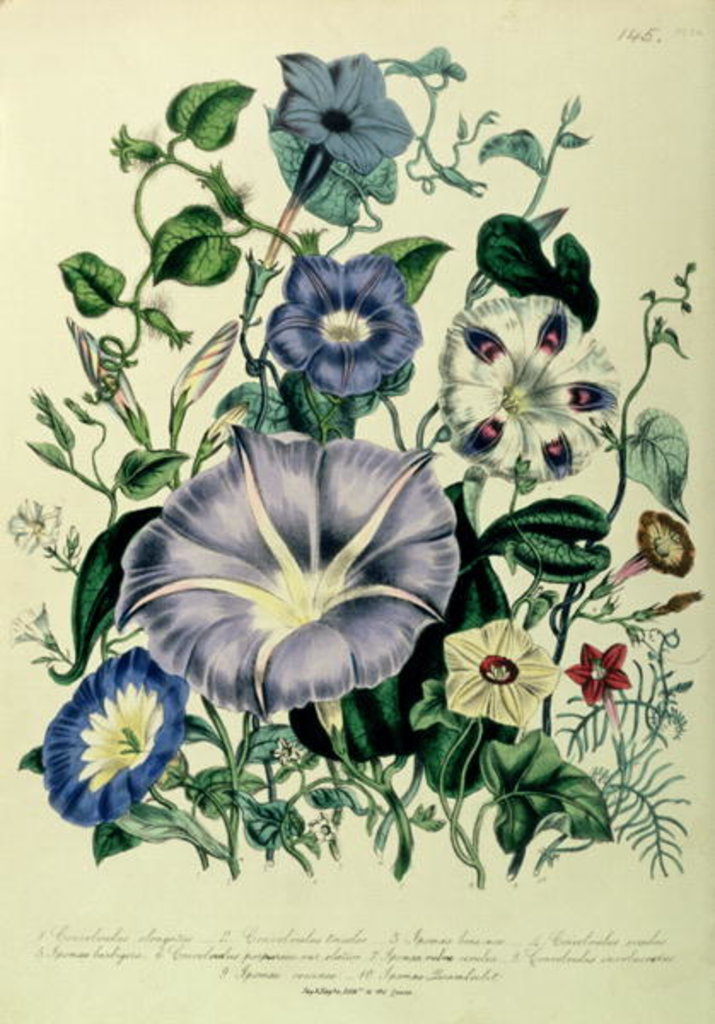 Detail of Bindweed, plate 26 from 'The Ladies' Flower Garden', published 1842 by Jane Loudon