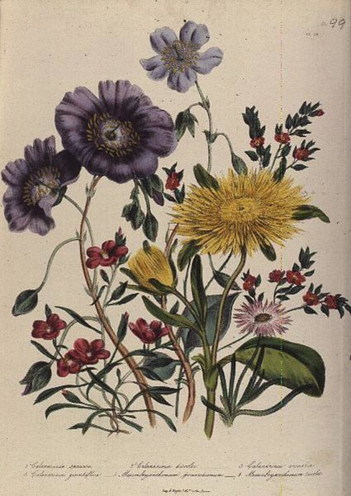 Detail of Calandrinia by Jane Loudon