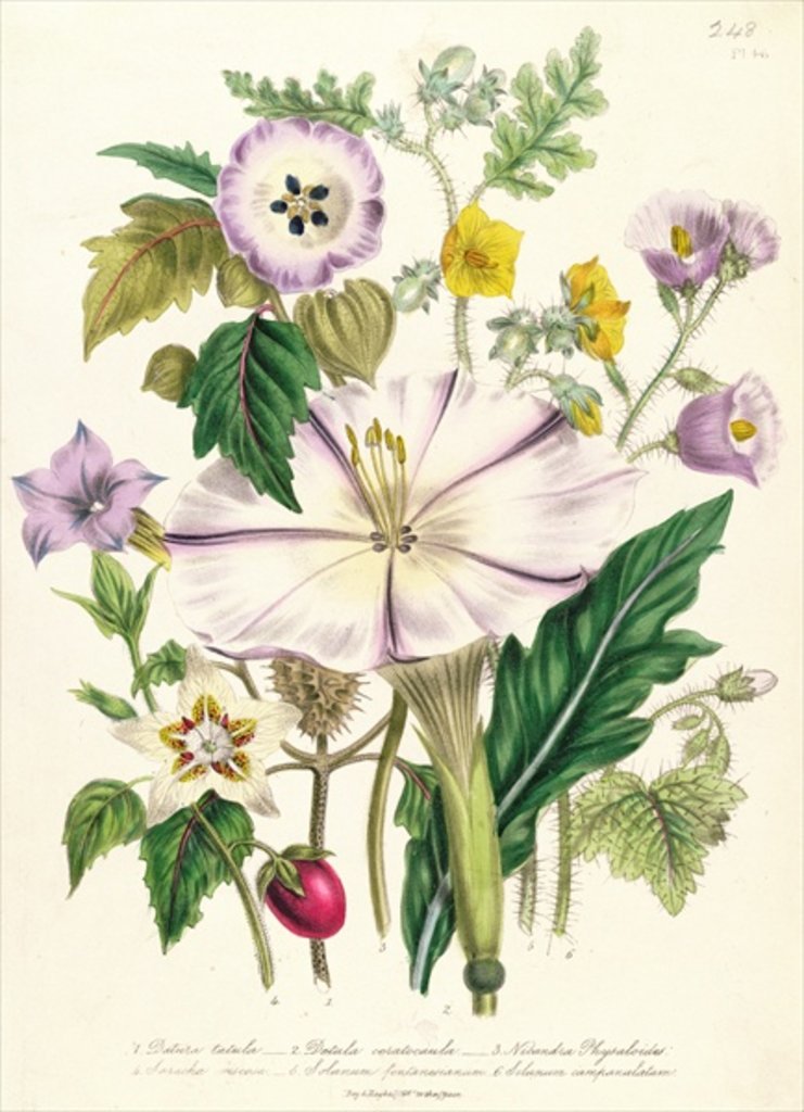 Detail of Devil's Trumpet, plate 46 from 'The Ladies' Flower Garden', published 1842 by Jane Loudon