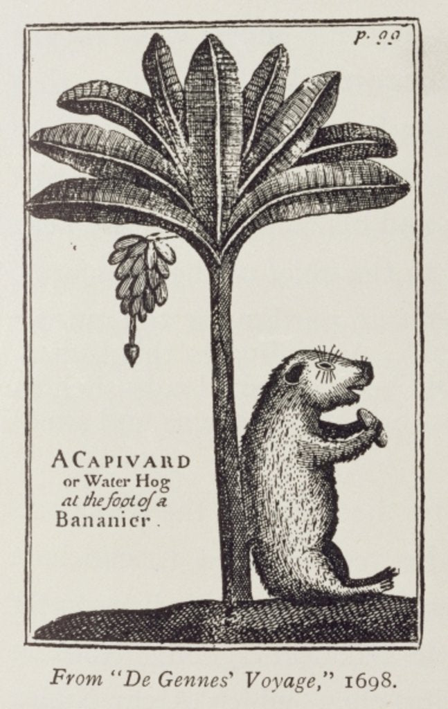 Detail of A Capivard or Water Hog at the Foot of a Bananier, from de Gennes' 'Voyage to the Straits of Magellan', by the Sieur Froger, 1698 by American School