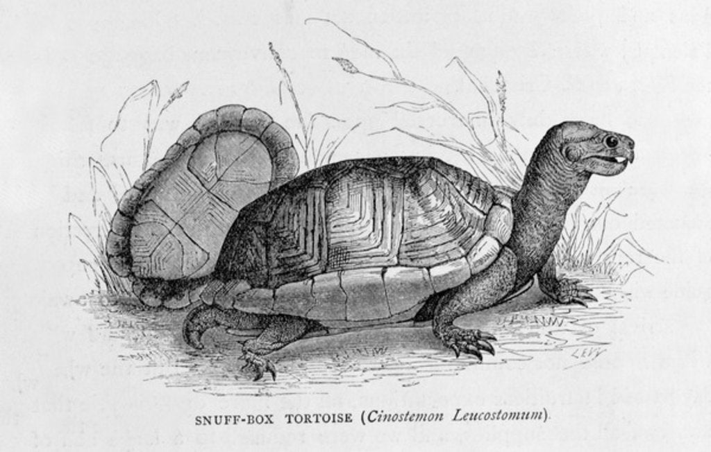 Detail of Snuff-box Tortoise by French School