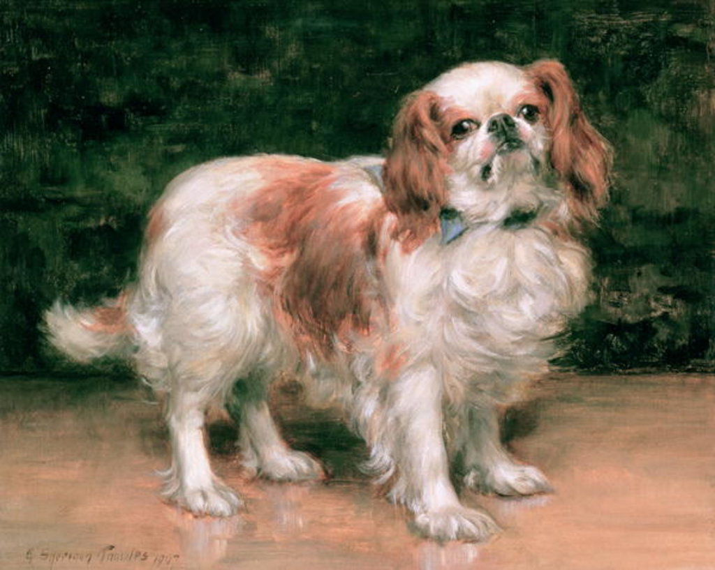 Detail of King Charles Spaniel, 1907 by George Sheridan Knowles