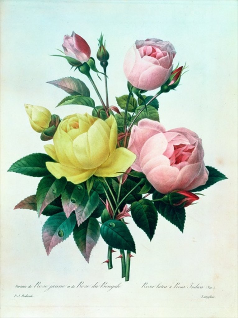 Detail of Rosa Lutea and Rosa Indica by Pierre Joseph Redouté