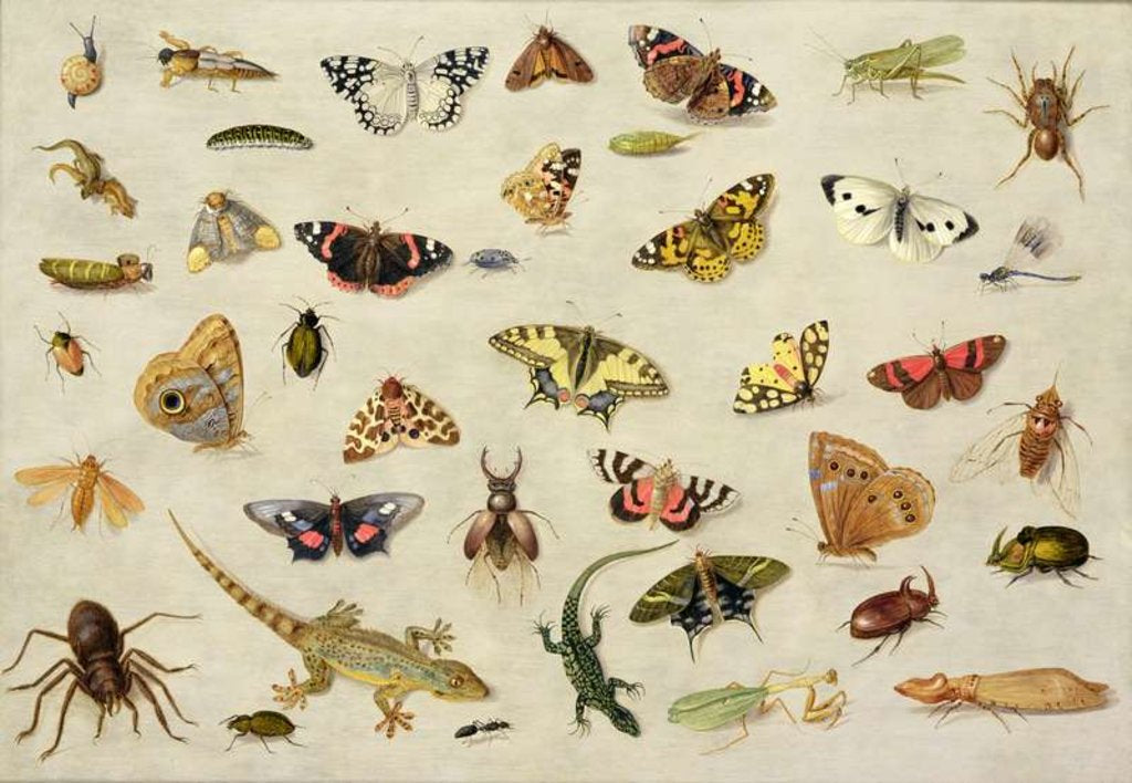 Detail of A Study of Insects by Jan van the Elder Kessel