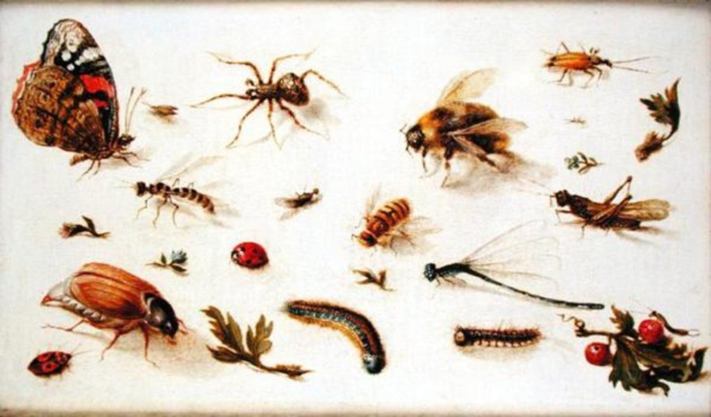 Detail of A Study of Insects by Jan the Younger Brueghel