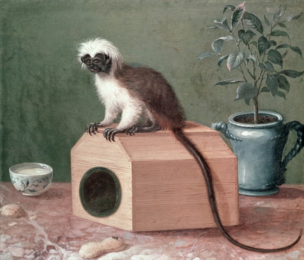 Detail of The Favourite Monkey of Carl Linnaeus by Gustavus Hesselius