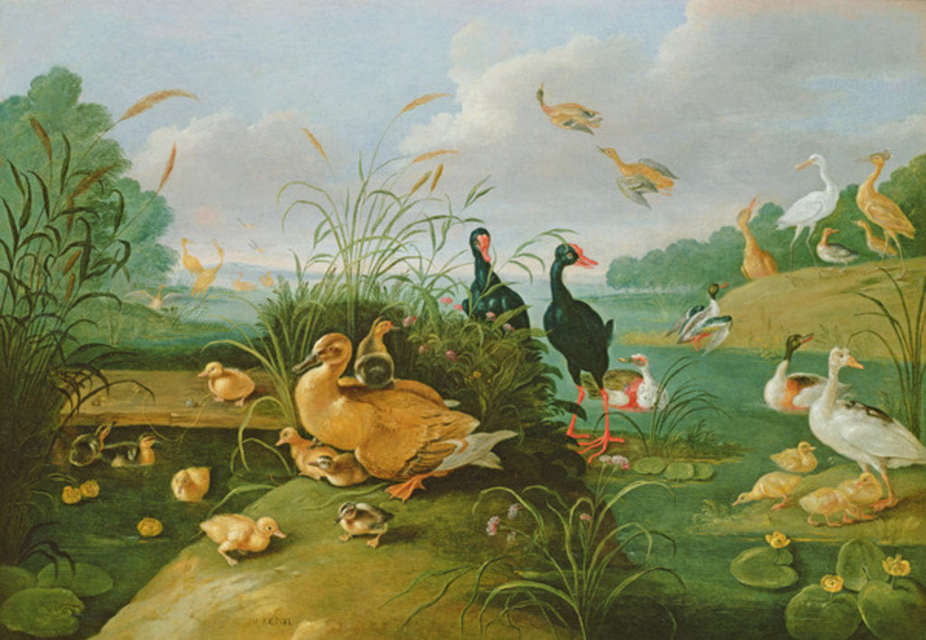 Detail of Decorative fowl and ducklings by Jan van the Elder Kessel