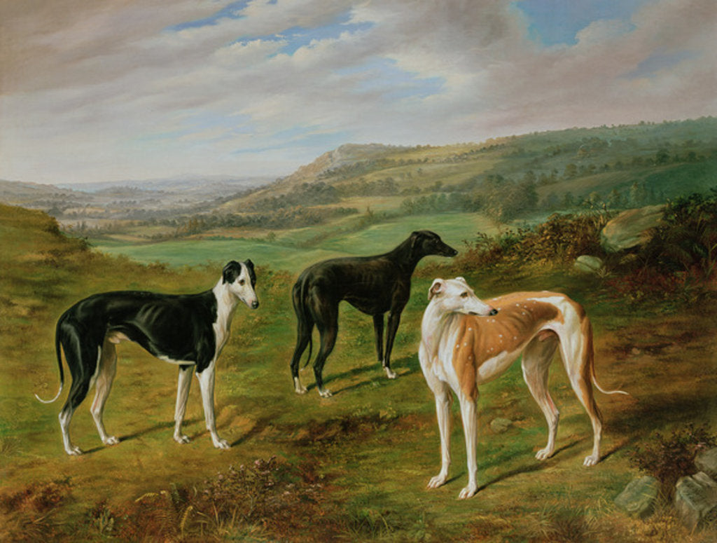 Detail of Greyhounds by Benjamin Cam Norton