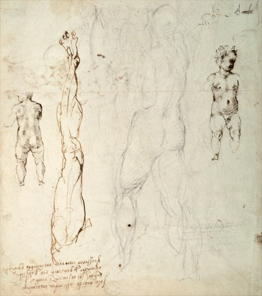 Detail of Study of the Christ Child and an Anatomical Drawing with Notes by Michelangelo Buonarroti